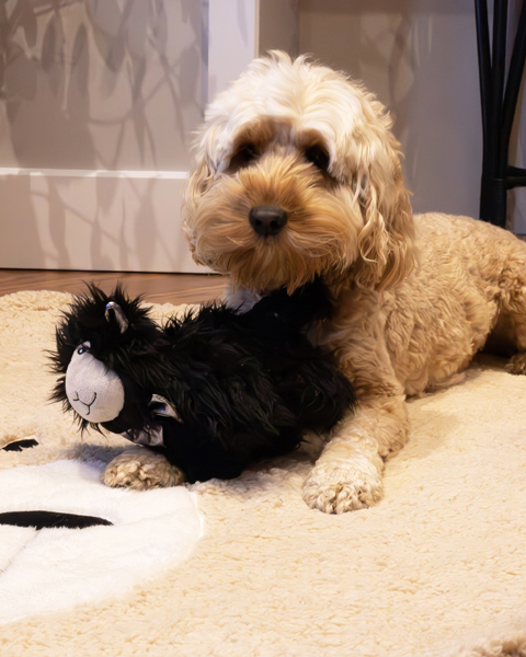 Rosewood Koiran lammaslelu “Samuel” 24cm