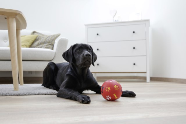 Kerbl koiran aktivointilelu namipallo Ø11cm