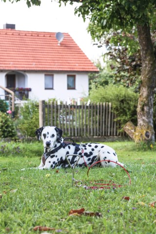 Kerbl koiran maakoukku kromattu 40 cm + hihna 6 m