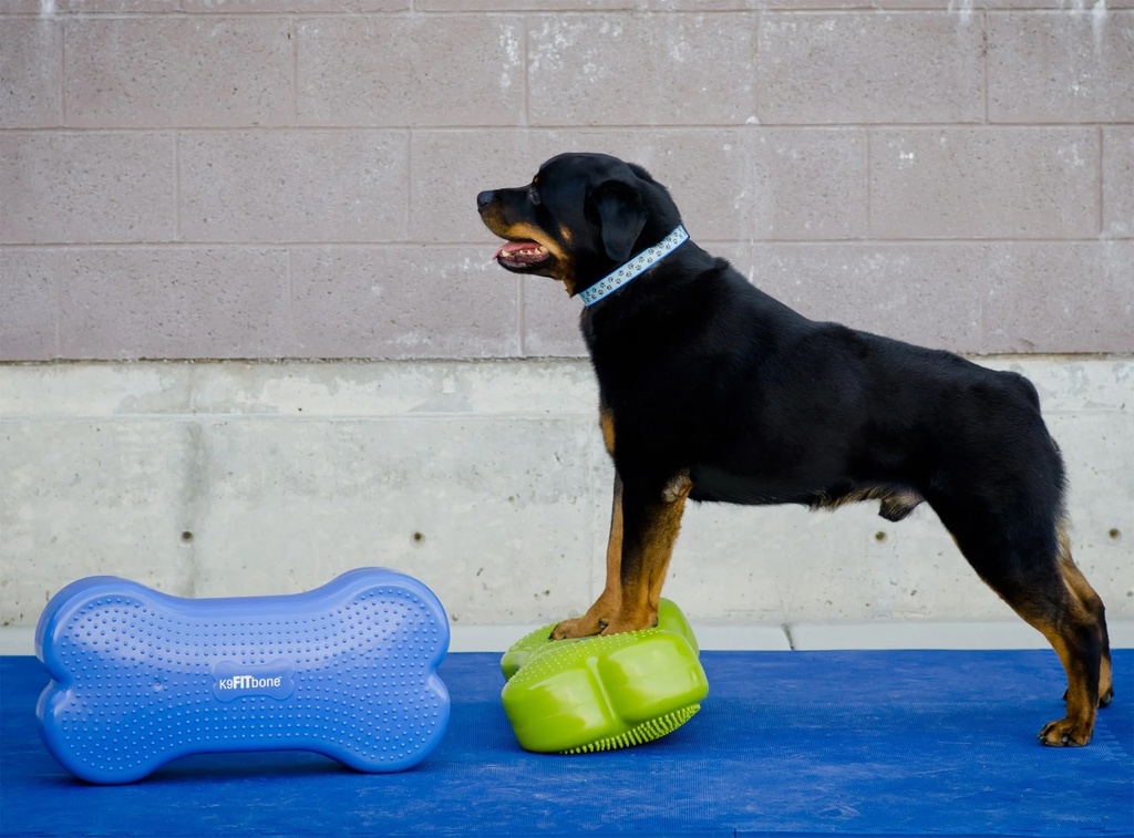 FitPAWS K9FITbone koiran tasapainoalusta, turkoosi, 58x29x10cm