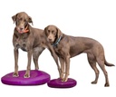 FitPAWS koiran tasapainolevy, pinkki, L ⌀56 cm