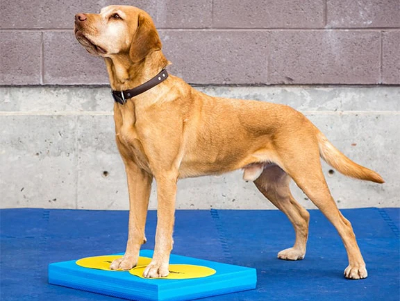 FitPAWS koiran vaahtomuovinen tasapainoalusta, sininen, 38x46x5cm