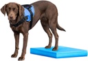 FitPAWS koiran vaahtomuovinen tasapainoalusta, sininen, 38x46x5cm