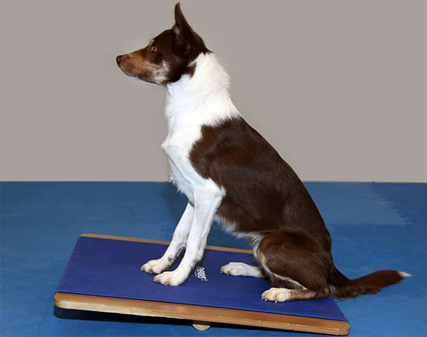 FitPAWS koiran tasapainolauta XL 75x75 cm