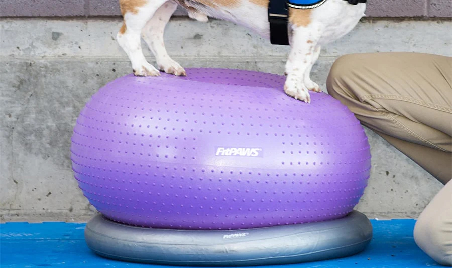 FitPAWS Trax koiran tasapainoalusta donitsi, violetti, ⌀55 cm