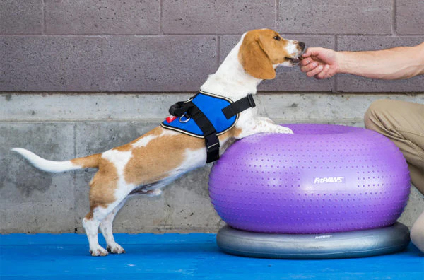 FitPAWS Trax koiran tasapainoalusta donitsi, violetti, ⌀55 cm