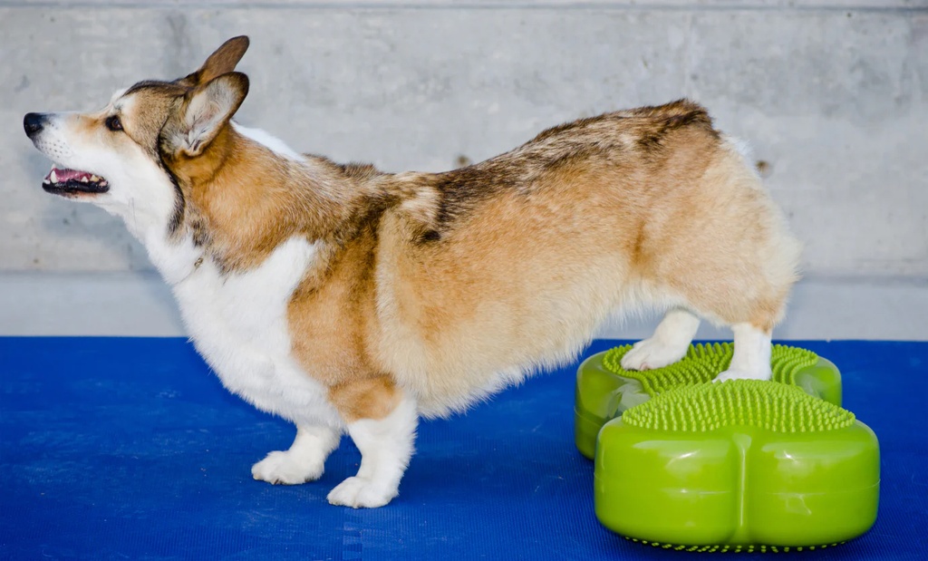 FitPAWS K9FITbone koiran tasapainoalusta, pinkki, 58x29x10cm