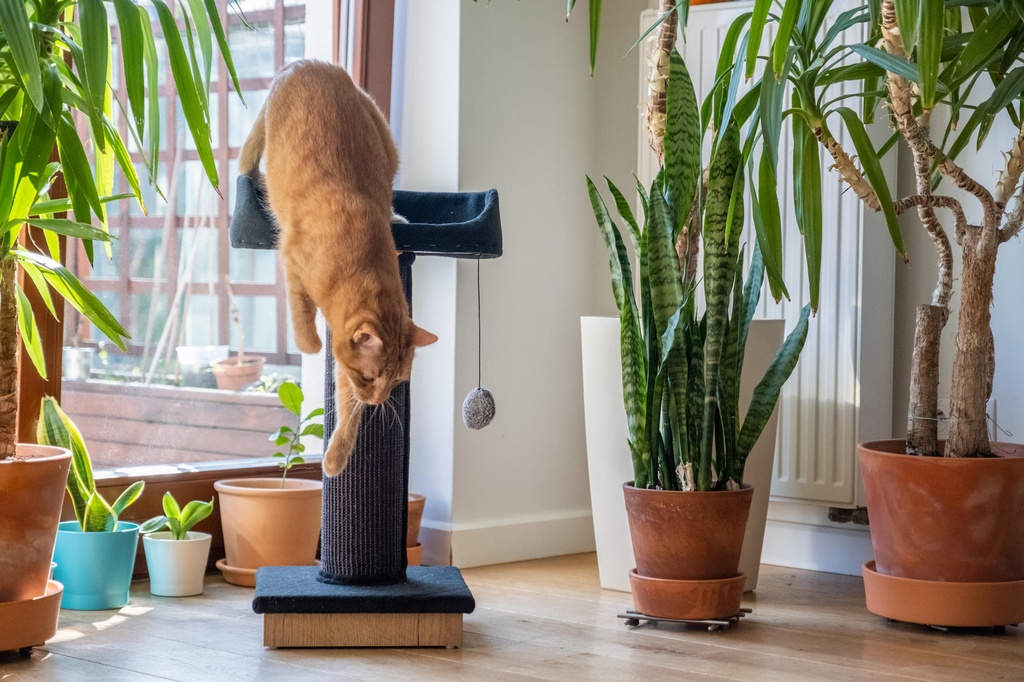 Ecomfy Alex kissan raapimatolppa pedillä musta 67,5cm