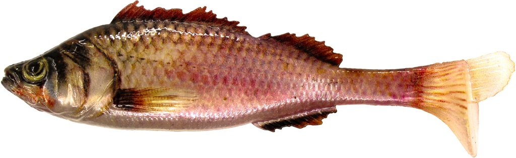 JAKKI AITOKALA jigi 1kpl 14cm väri 010